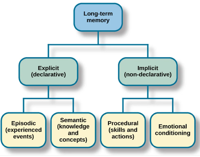 Long-Term Memory- Types - TLS Practice